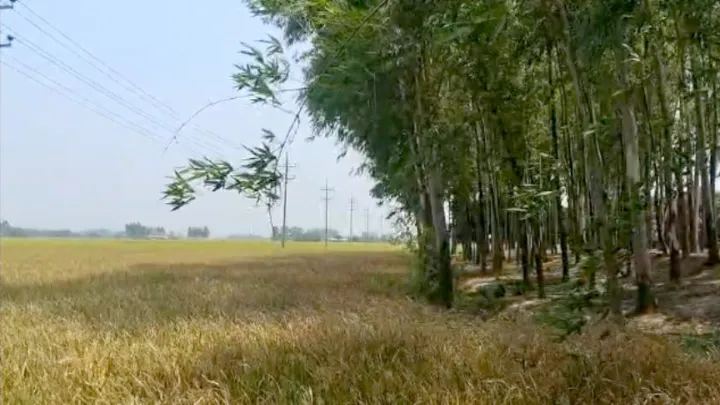 ফুলবাড়ী,  ইউক্যালিপটাস,  গাছ,  বোরো ধান,  ক্ষতি